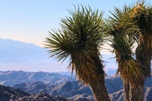 Morongo Valley Joshua Trees and Mountains 2