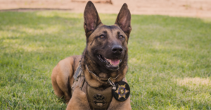 RCSD canine