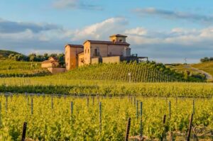 East Hemet CA vinyards 2